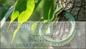 role of belly scales in climbing