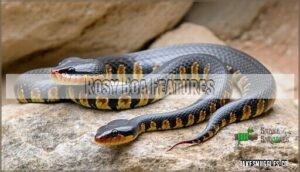 rosy boa features