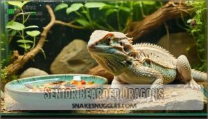 senior bearded dragons