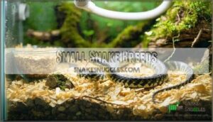 small snake breeds