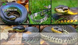 snake families and characteristics