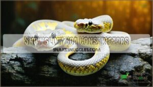 snowglow boa constrictors