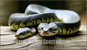 sterling boa constrictors
