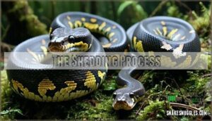 the shedding process