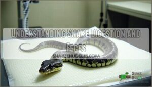 understanding snake digestion and feces