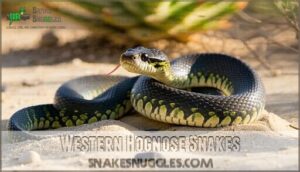 western hognose snakes