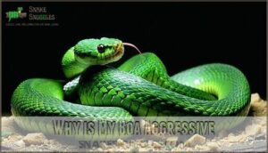 why is my boa aggressive