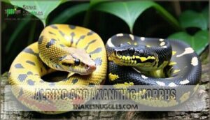 albino and axanthic morphs