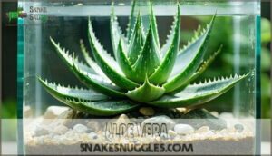 aloe vera