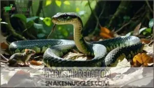 ambush predation ambush predation
