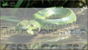 anacondas