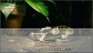 ball pythons are nocturnal and solitary