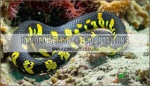 banded sea snake adaptations banded sea snake adaptations