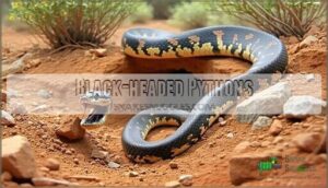 black-headed pythons