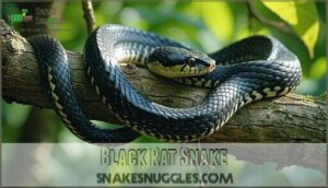black rat snake