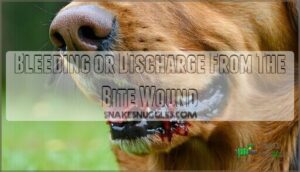 bleeding or discharge from the bite wound
