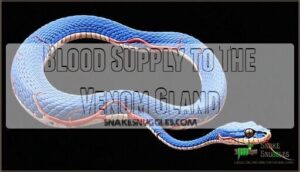 blood supply to the venom gland