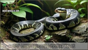 boa constrictor occidentalis