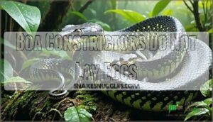 boa constrictors do not lay eggs