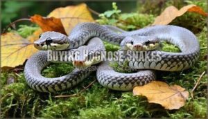 buying hognose snakes
