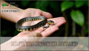 california kingsnake handling