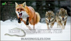 canids – wolves, coyotes, foxes