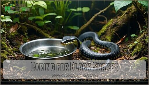 Image showcasing Black Snake Pets: Best Species for Beginners (Care Guide Included)