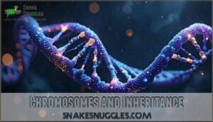 chromosomes and inheritance