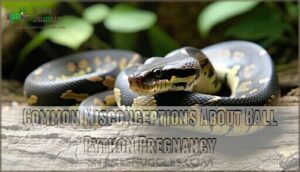common misconceptions about ball python pregnancy