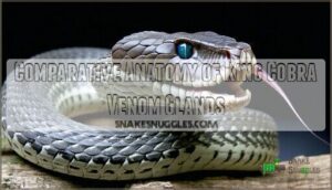 comparative anatomy of king cobra venom glands