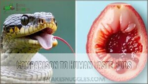 comparison to human taste buds