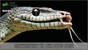 connection to the fang base