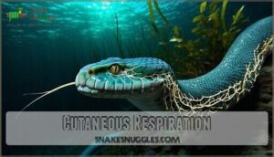 cutaneous respiration