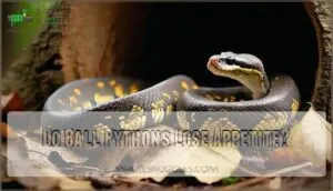 do ball pythons lose appetite do ball pythons lose appetite
