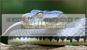 do snakes have a jacobsons organ