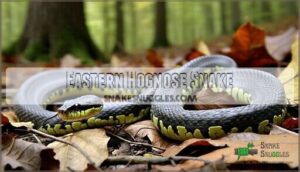 eastern hognose snake