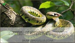 eastern rat snake identification
