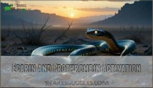 ecarin and prothrombin activation