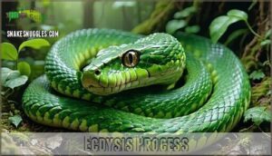 ecdysis process