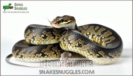 View of Feeding Ball Python Frozen Mice: Complete Guide for Safe Success
