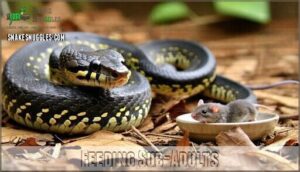 feeding sub-adults