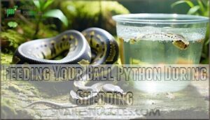 feeding your ball python during shedding