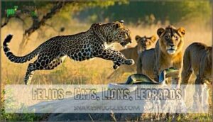 felids – cats, lions, leopards