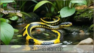 garter snakes