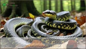 gestation period