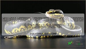 ghi ball python