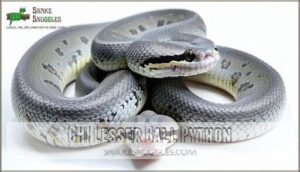 ghi lesser ball python