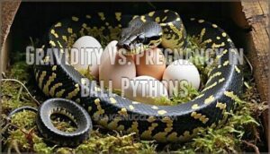 gravidity vs. pregnancy in ball pythons