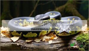 how often feed ball python