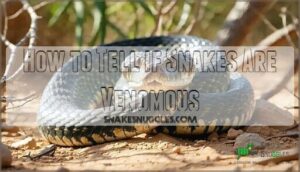 how to tell if snakes are venomous
